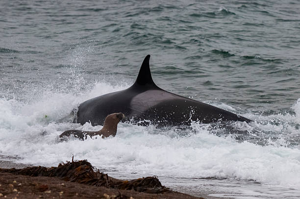 istock Orca intentionally beached to hunt sea lions, Peninsula Valdes, World Heritage Site, Patagonia, Argentina. 2207543708