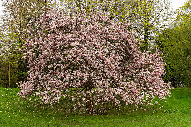 istock Magnificent magnolia tree completely covered with delicate pink flowers. Spring landscape with thick blossoming branches against blue sky in city park. Symbol beauty and renewal 2207544146