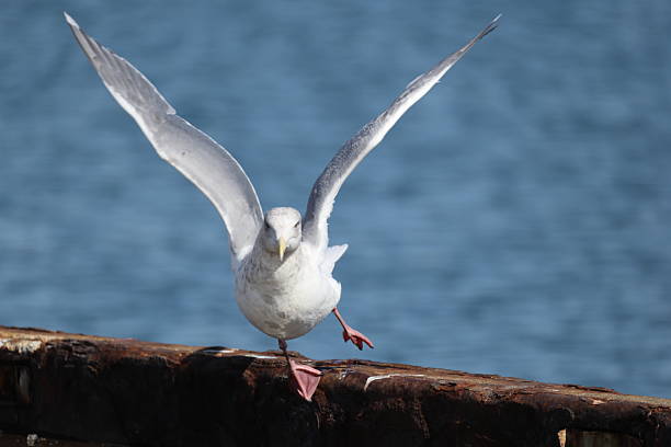 istock The glaucous-winged gull (Larus glaucescens) in Hokkaido, Japan 2207545283