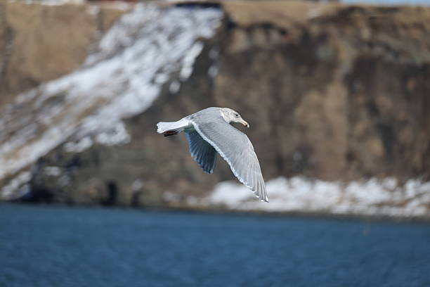 istock The glaucous-winged gull (Larus glaucescens) in Hokkaido, Japan 2207545538