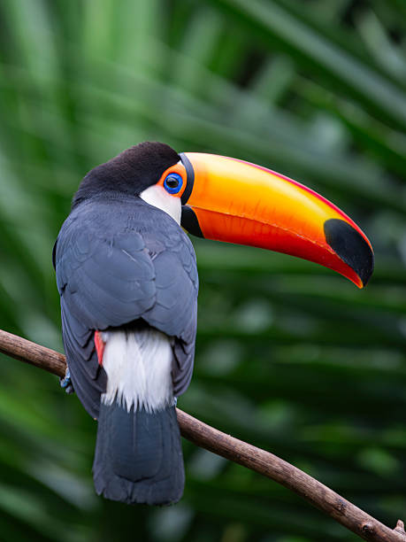 istock Eye contact with a Toucan. 2207546648