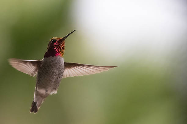 istock Angelic Hummingbird in Flight 2207547191