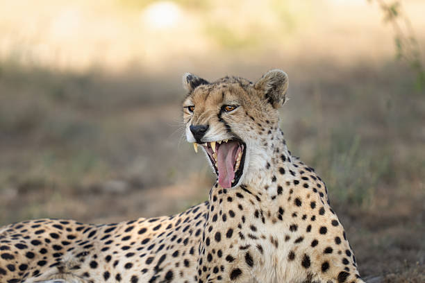 istock Profile of a yawning cheetah in the grass 2207549935
