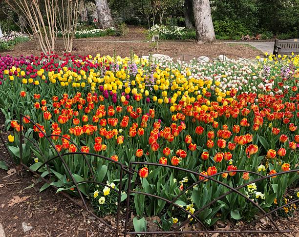 istock Tulips in Warm Colors 2207550086