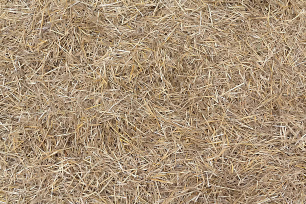 istock Dry yellow straw grass background 2207551517