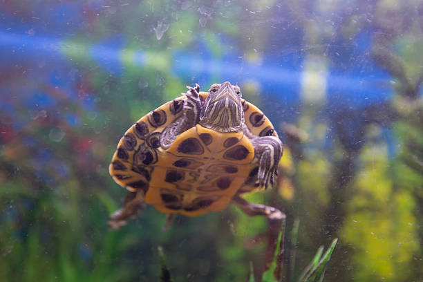 A small turtle floats in a home aquarium. Animals