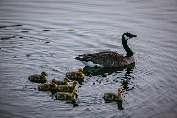 istock Mother Goose and Goslings 2 2207551639