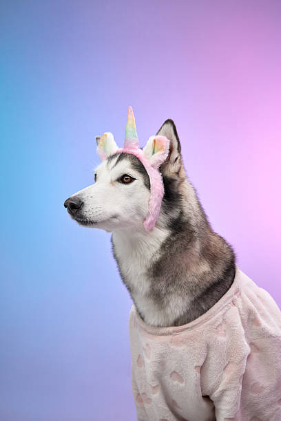 istock Husky in pink-themed unicorn costume 2207553372