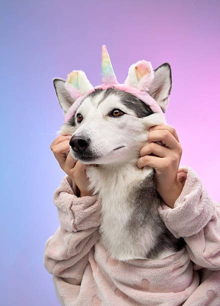 istock Husky with unicorn headband posing adorably 2207553375