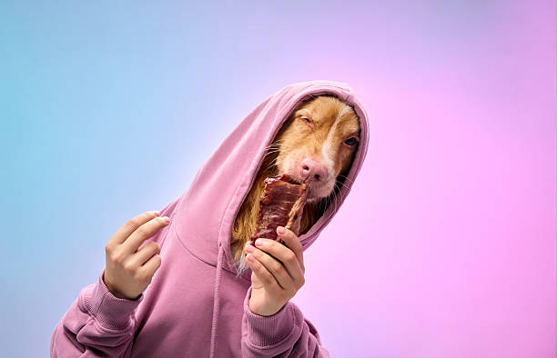 istock Dog in pink hoodie holding bone 2207553401