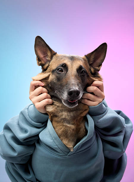 istock Malinois dog in hoodie being embraced 2207553404