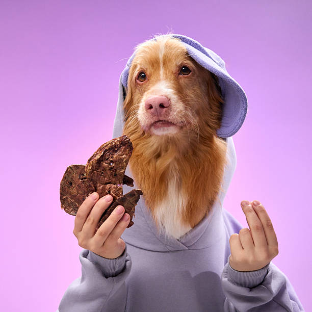 istock Retriever holding a snack in hoodie 2207553448