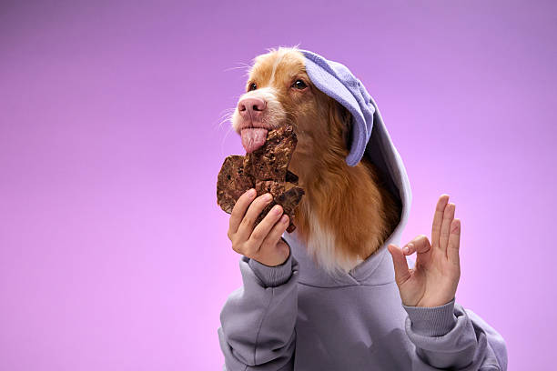istock Retriever snacking in a pastel hoodie 2207553453