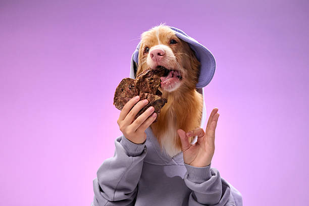 istock Retriever posing with a snack in hoodie 2207553457