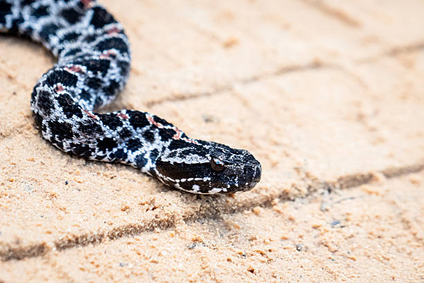 istock Dusky pygmy rattlesnake on sandy ground in Ocala National Forest, Florida 2207554187