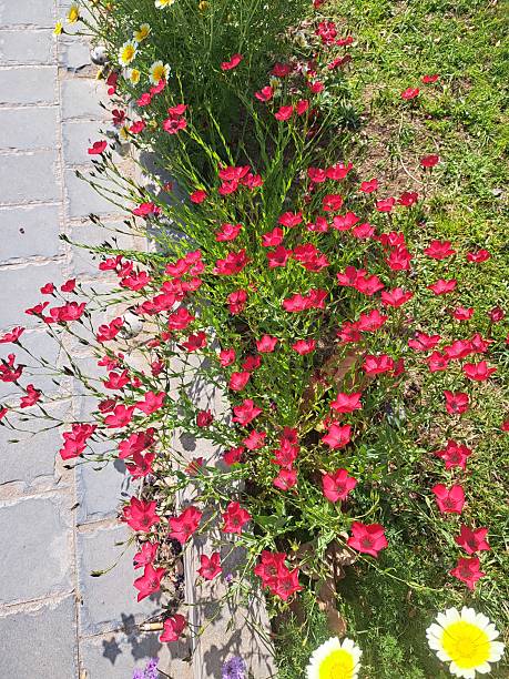 istock Spring25 and flower  in the gardens 2207554997