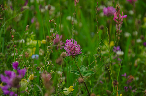 meadow field with blooming flowers background. High quality photo