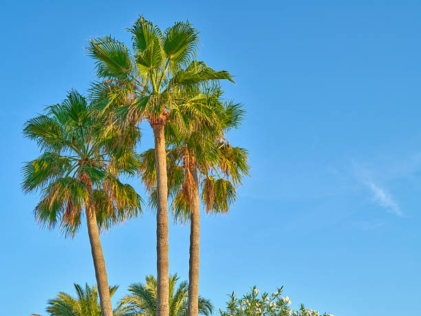 istock Tall Palm Trees Against a Clear Blue Sky in Mallorca, Scenic Summer Day 2207557291