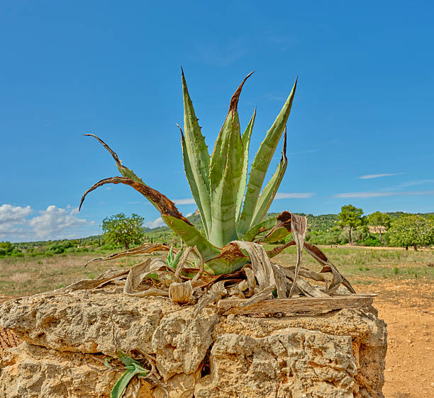 A scenic close-up of a desert plant growing on a stone against a vibrant blue sky in Mallorca, capturing the essence of natural beauty and the Mediterranean landscape of Spain.