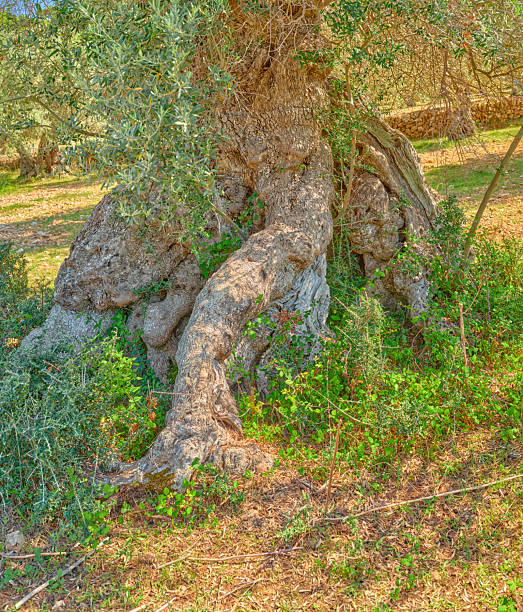 Large Old Olive Tree