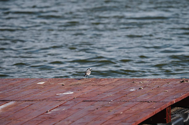 A small bird perches on a weathered wooden pier beside a rippling lake, with gentle waves in the background. The simple composition and natural elements evoke a quiet, reflective mood in a serene lakeside setting.