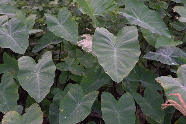 istock Abundant growth of taro plants 2207571342