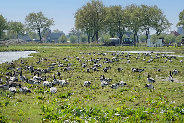 istock Springtime in Noord-Holland 2207571497