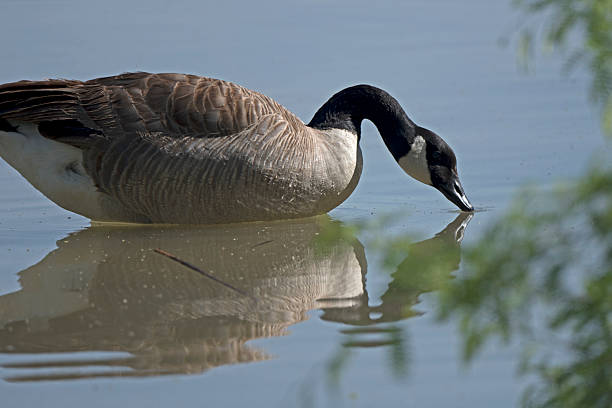 istock Large duck in a natural pond 2207571605
