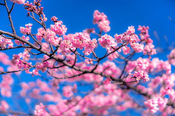 Beautiful sakura cherry blossoms in full bloom with vivid pink petals, photographed against a clear and vibrant blue sky.