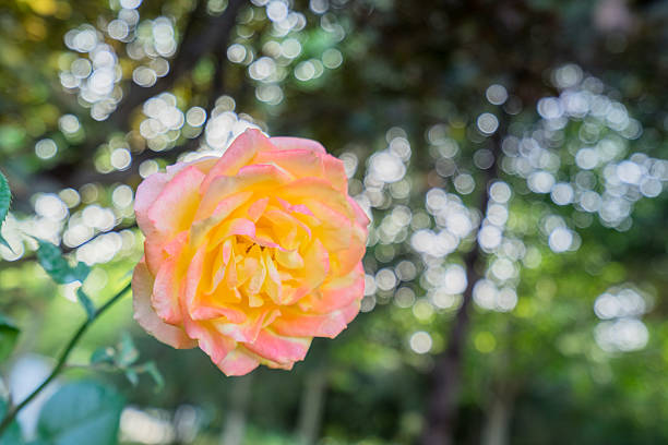 Back Yard, Backgrounds, Beauty, Beauty In Nature, Blossom