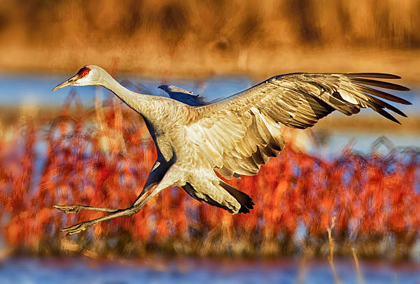 istock Sandhill Crane in flight, landing 
Bosque Del Apache NWR, New Mexico 2207574525