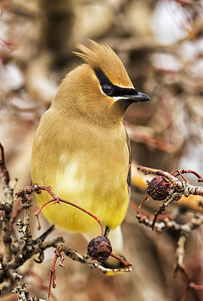 istock Cedar Waxwing (Bombycilla cedrorum)
Eating berries during a late winter stopover on their northward migration
Eastern Colorado 2207575115