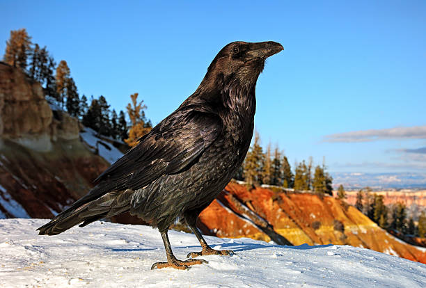 Common Raven (Corvus carax)\nOn snowbank\nBryce Canyon, N.P., Utah