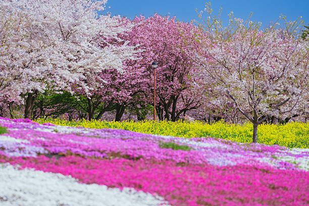 istock Creeping phlox in bloom in spring at Akagi, April 2024 2207575164