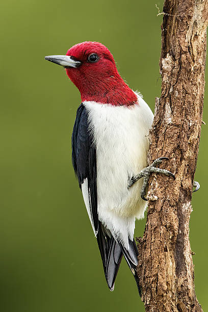 istock Red-headed Woodpecker  West Texas 2207575174