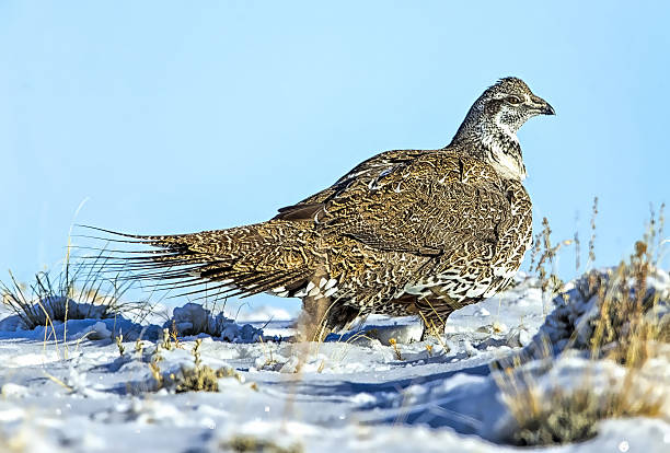 istock Sage Grouse in snowIn snowy sageWyoming 2207577113