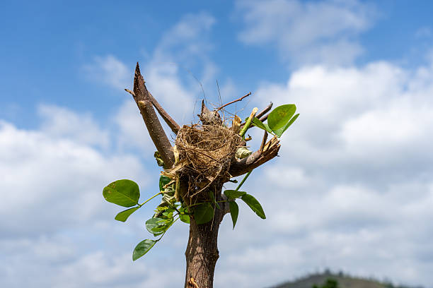 Empty bird nest high in fork of pruned tree in Sri Lanka.