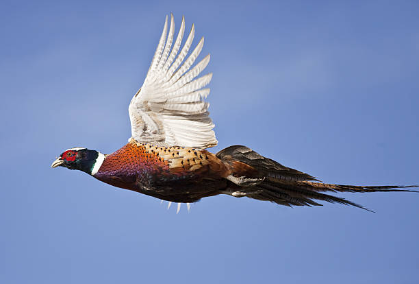 istock Ring-neck Pheasant 
In flight
Western Kansas 2207577359
