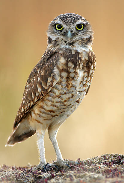 Burrowing Owl perched taking a break from hunting in overcast light