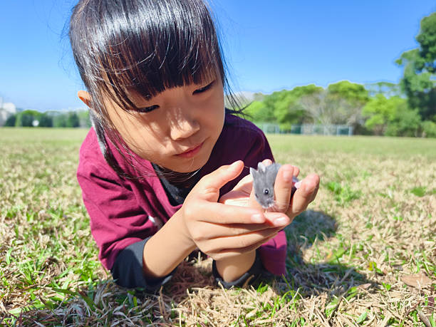 A 9-year-old Asian girl is playing with a hamster on the grass. Children all like mini and cute little hamsters. They have become popular pets in recent years.