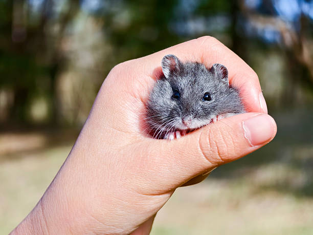 A 9-year-old Asian girl is playing with a hamster on the grass. Children all like mini and cute little hamsters. They have become popular pets in recent years.