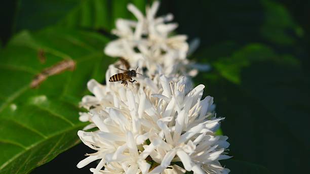Honey bee on Robusta coffee blossom on tree plant with green leaf with black color in background. Petals and white stamens of blooming flowers