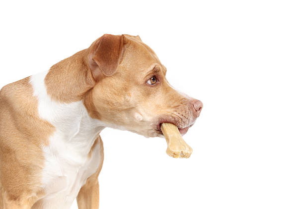 istock Side view of dog with chew bone in mouth. 2207581864