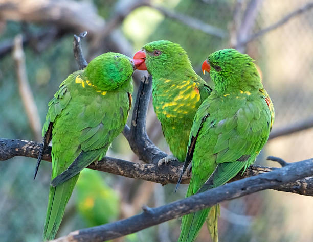 istock The group of the scaly-breasted lorikeet (Trichoglossus chlorolepidotus) sits on a branch. 2207583227