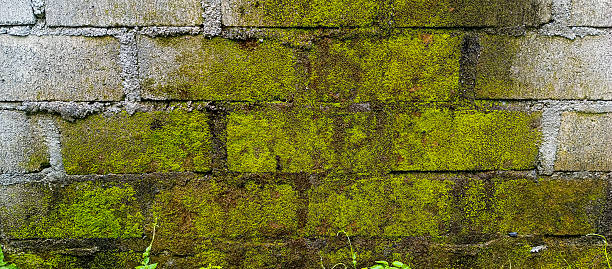 istock The texture of the green mossy brick wall 2207587500