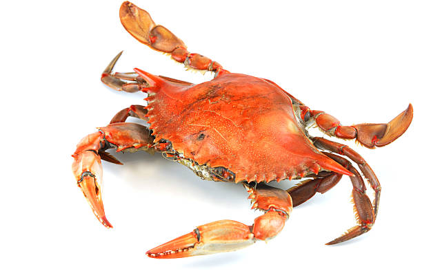 istock single steamed crab isolated on white background 2207589156
