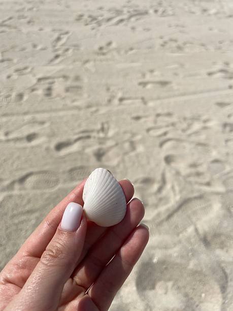 Woman holding a beautiful white seashell on a pristine sandy beach