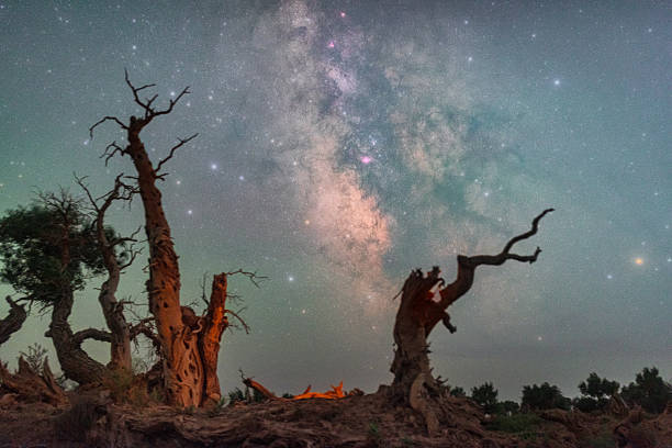 istock Populus euphratica forest under the starry sky in Xinjiang at night 2207591831