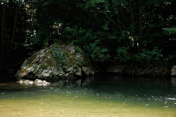 Small and very clean river flowing hidden in the forest