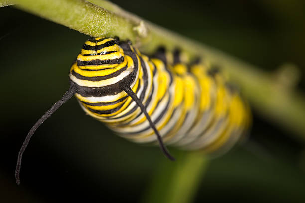 istock closeup of monarch caterpillar crawling along a leaf 2207593137